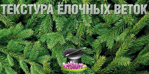текстура из ёлочных веток текстура из ёлочных веток