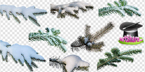 Png ветки елки со снегом